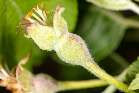 Close-up of small apples on a plant in spring. Macroの写真素材