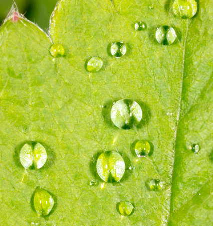 Close-up of dew drops on a green leaf in spring. Macro