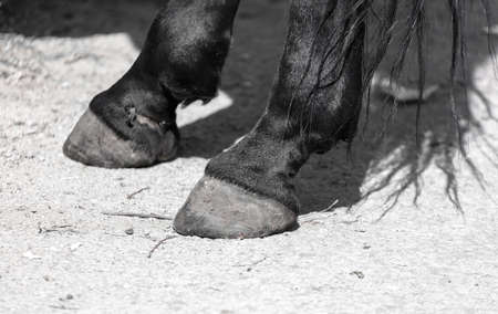 The hooves on the legs of a horse in the park.の写真素材