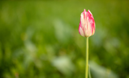 Tulip flowers in the parkの写真素材