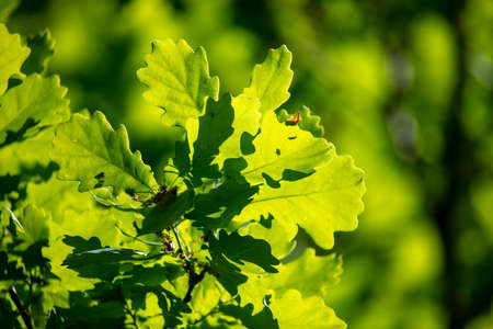 Green leaves on the oak tree in spring.