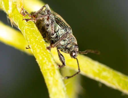 Close-up of a beetle on a green leaf of a plant. Macro.