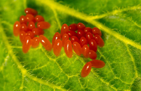 Close-up of orange eggs of the Colorado potato beetle on a green leaf. Macro