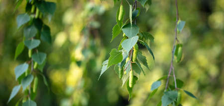 Green leaves on a birch in the park. Close-up.