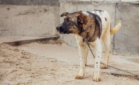 Portrait of a dog on a chain. Animal