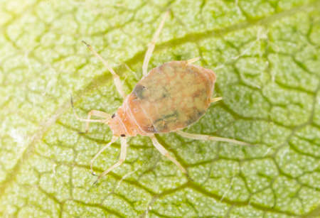 Close-up of aphids on a green leaf. Macro