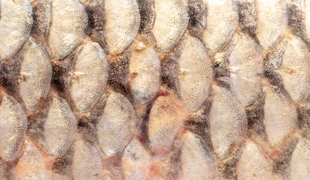 Fish scales as an abstract background. Close-upの写真素材