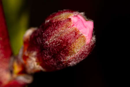 Flowers on a peach in spring. Close-upの写真素材
