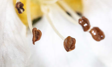Close-up of pollen in a flower on a tree in spring. Macroの写真素材