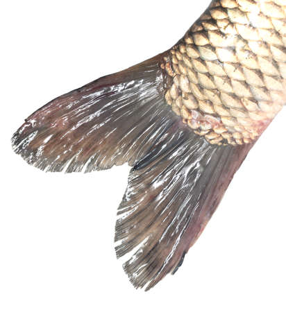 Fish fin isolated on a white background. Close-upの写真素材