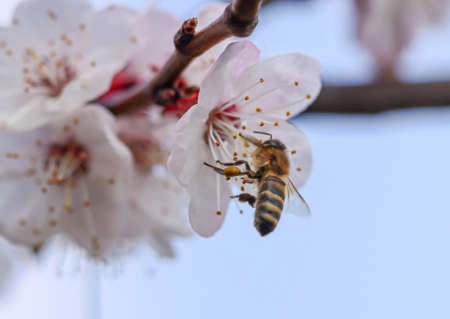 Bee on a white flower of a fruit tree. Close-up.の写真素材