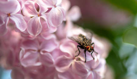 Fly on lilac flowers in the park. Close-upの写真素材