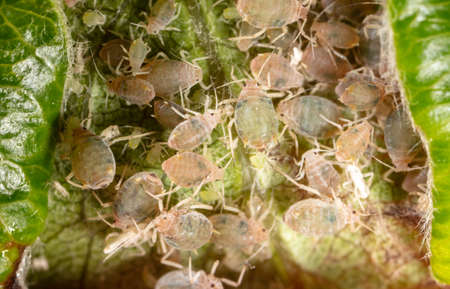 Close-up of aphids on a green leaf. Macro