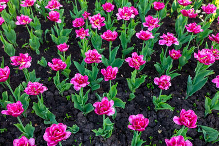 Tulip flowers in the parkの写真素材