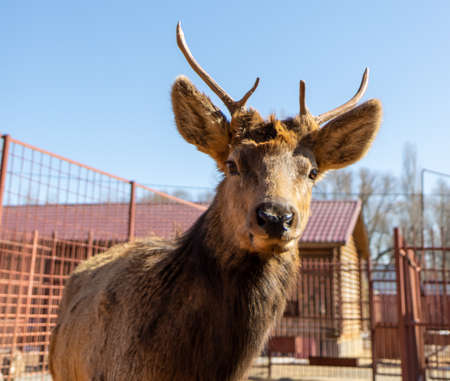 A portrait of a deer against a blue sky. Animalの写真素材