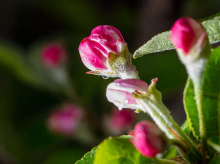 Flowers on an apple tree in spring. Close-upの写真素材