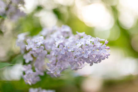 Beautiful lilac flowers in nature. Close-upの写真素材