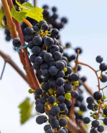 Black berries of grapes on a plant in a vegetable garden.