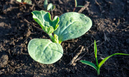 Sprout of watermelon in the ground in spring. Gardenの写真素材