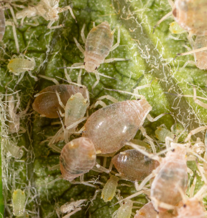 Close-up of aphids on a green leaf. Macroの写真素材