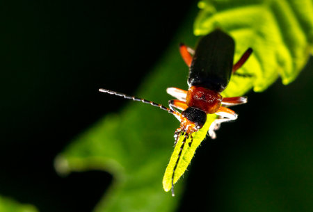 Close-up of a beetle on a leaf. Macroの写真素材