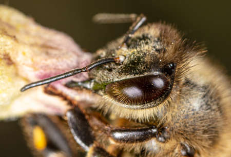 Close up portrait of a bee on a flower. Macro.の写真素材