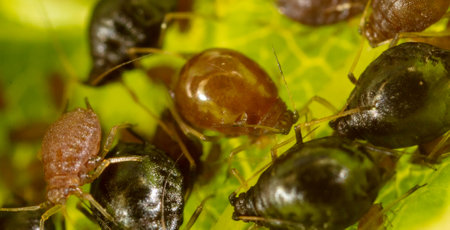 Close-up of aphids on a green leaf. Macro