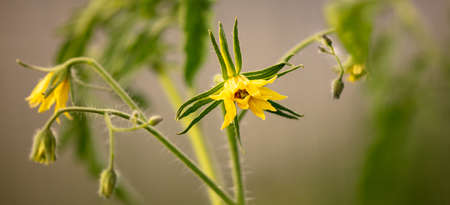 Flowers on a tomato in a vegetable garden. Close-upの写真素材