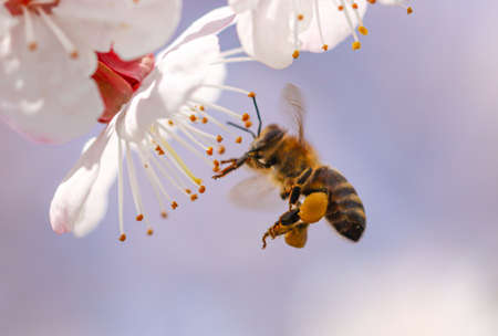 A bee in flight on an apricot flower. Close-up.