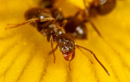 Close-up of an ant on a yellow flower in nature. Macroの写真素材