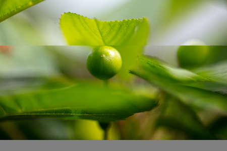 Green unripe cherry on the tree in spring. Close-up