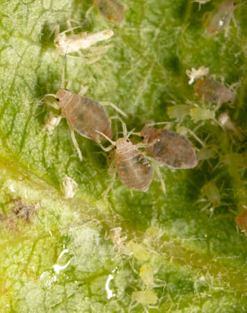 Close-up of aphids on a green leaf. Macroの写真素材