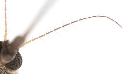 Antenna of a mosquito isolated on a white background. Macroの写真素材