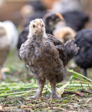 Portrait of a little chicken on the farm. Close-upの写真素材
