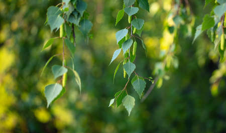 Green leaves on a birch in the park. Close-up.の写真素材