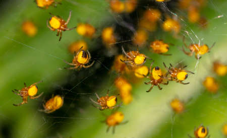 Close-up of small yellow spiders in nature. Macroの写真素材