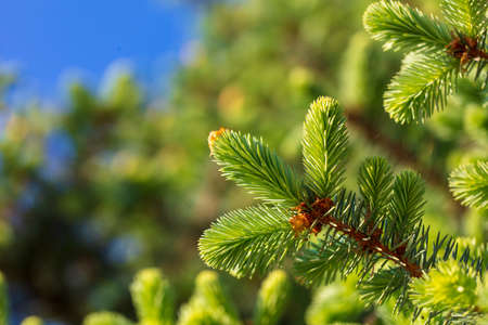 Green needles on coniferous branches in the park. Close-up