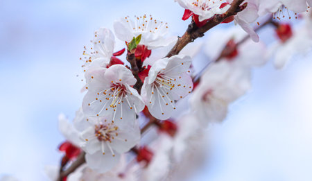 White flowers on an apricot tree in spring. Close-upの写真素材