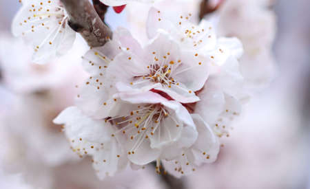 White flowers on an apricot tree in spring. Close-upの写真素材