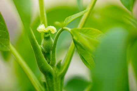 Green unripe walnut on the tree in spring. Close-up