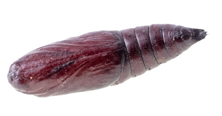 Close-up of a pupa of an insect on a white background. Macro
