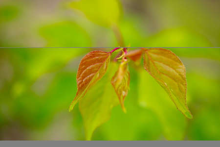 Leaves on a branch of apricot in summer. Close-up