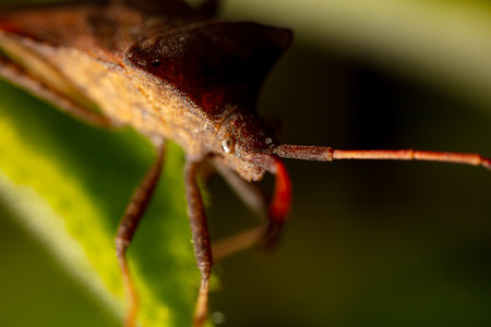 Close up portrait of bed bug on a leaf. Macro