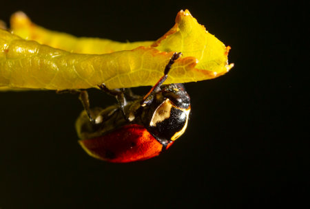 Close-up of a ladybug on a tree leaf. Macro