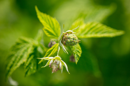 Close-up of flower buds on raspberries. Garden
