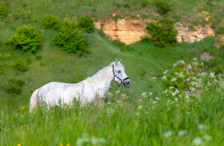 Horse portrait in summer pasture. Animalの写真素材