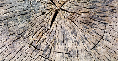 Felling of a tree as an abstract background. Texture