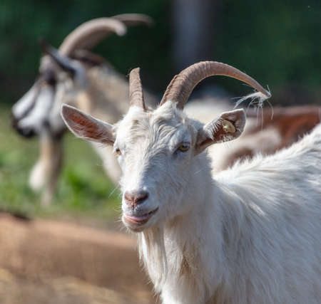 Portrait of a goat on the farm. Animalの写真素材