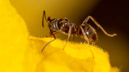 Close-up of an ant on a yellow flower in nature. Macro