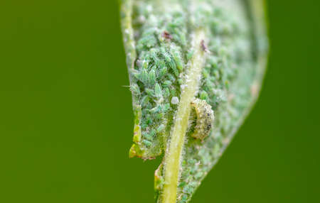 Close-up of aphids on a tree leaf. Macro